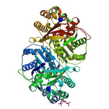 Beta-ketoacyl-(acyl carrier protein) synthase III-2 (FabH2) from Vibrio cholerae soaked with Acetyl-CoA (4X0O)