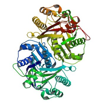 Beta-ketoacyl-ACP synthase III -2 (FabH2) (C113A) from Vibrio Cholerae soaked with octanoyl-CoA: conformational changes without clearly bound substrate (4X9O)