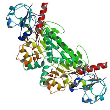 Probable 2-hydroxyacid dehydrogenase from Rhizobium etli CFN 42 in complex with NADPH (4XCV)