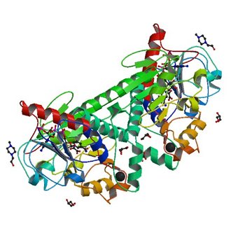 Crystal structure of NADP-dependent dehydrogenase from Sinorhizobium meliloti in complex with NADPH and oxalate (4Z0P)