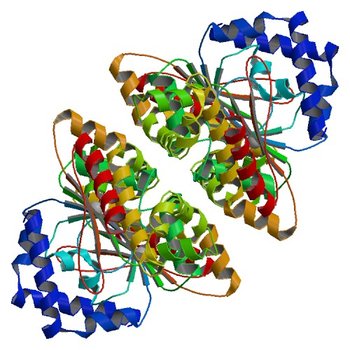 Crystal structure of Escherichia coli carbonic anhydrase (YadF) in complex with Zn - artifact of purification (4ZNZ)