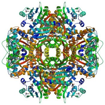 Crystal structure of SAM-dependent methyltransferase from Thiobacillus denitrificans in complex with S-Adenosyl-L-homocysteine (5EPE)