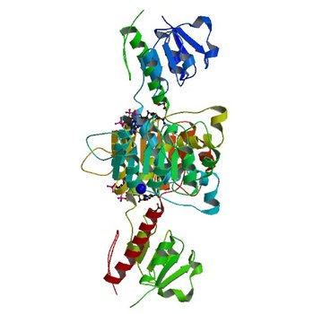 Crystal structure of NADPH-dependent glyoxylate/hydroxypyruvate reductase SMc04462 (SmGhrB) from Sinorhizobium meliloti in complex with NADP and malonate (5V6Q)