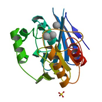 Bacillus cereus Zn-dependent metallo-beta-lactamase at pH 7 - new refinement (5W8W)