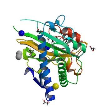 N-terminally truncated hyoscyamine 6-hydroxylase (tH6H) in complex with N-oxalylglycine and hyoscyamine (6TTN)