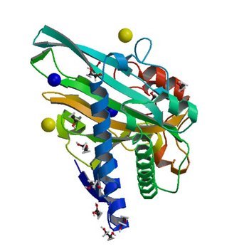 N-terminally truncated hyoscyamine 6-hydroxylase (tH6H) in complex with 2-oxoglutarate (6TTO)