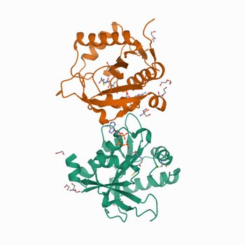 Structure of a GNAT superfamily PA3944 acetyltransferase in complex with AcCoA (7KPS)